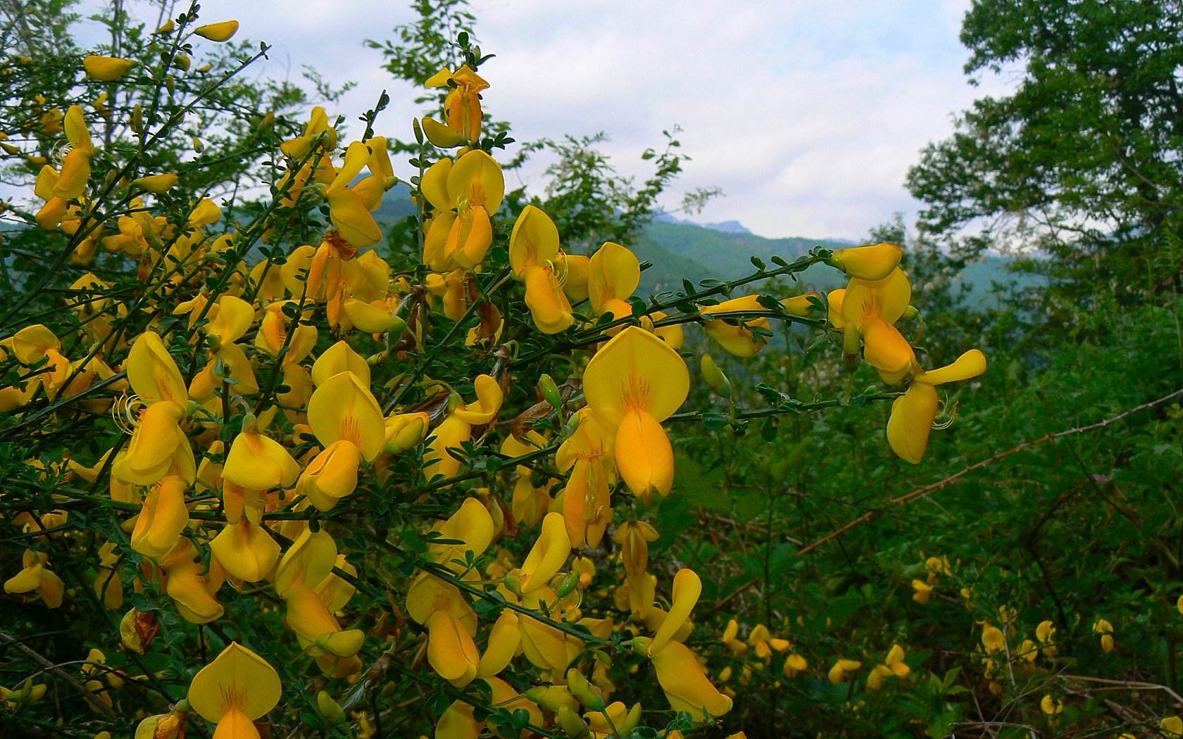 Un anno di fiori...